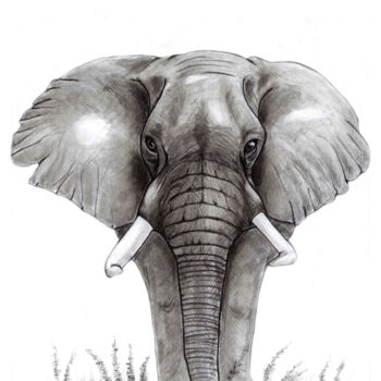 Drawing titled "Eléphant" by Cristina Barbato, Original Artwork, Graphite