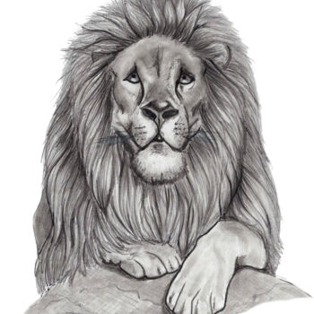 Tekening getiteld "Lion" door Cristina Barbato, Origineel Kunstwerk, Grafiet