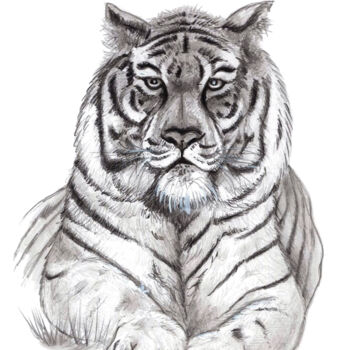 Dessin intitulée "Tigre" par Cristina Barbato, Œuvre d'art originale, Graphite