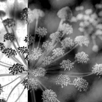 Fotografia intitulada "Alchemical flower n…" por Cristina Gualmini, Obras de arte originais, Fotografia digital Montado em O…