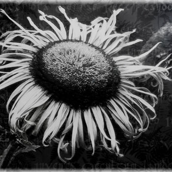 Fotografia zatytułowany „Alchemical flower n…” autorstwa Cristina Gualmini, Oryginalna praca, Fotografia cyfrowa
