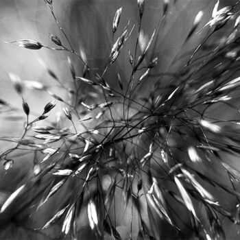 Photography titled "White flowers" by Cristina Gualmini, Original Artwork, Digital Photography Mounted on Other rigid panel