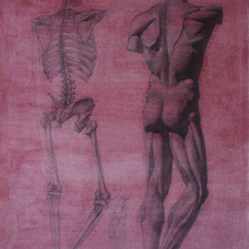 Painting titled "Skeleton and ecorche" by Curlydafna, Original Artwork, Pencil