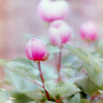 Photography titled "peonia soft" by Cusidore, Original Artwork