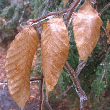 Photography titled "Ice Coated Leaves" by Cynthia Brown Yackenchick, Original Artwork