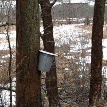 Photography titled "Collecting Sap" by Cynthia Brown Yackenchick, Original Artwork