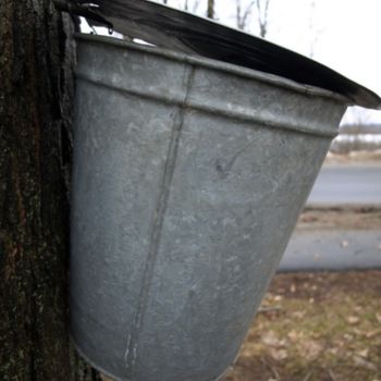 Фотография под названием "Sap Bucket #2" - Cynthia Brown Yackenchick, Подлинное произведение искусства