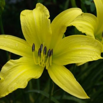 Photography titled "Yellow Lilly" by Cynthia Brown Yackenchick, Original Artwork