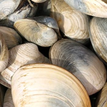 Photography titled "Clams" by Cynthia Brown Yackenchick, Original Artwork