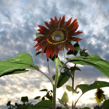 摄影 标题为“Sunflower at Sunset” 由Cynthia Brown Yackenchick, 原创艺术品