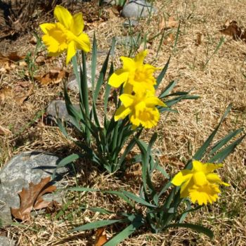 Photography titled "Yellow Daffodils" by Cynthia Brown Yackenchick, Original Artwork