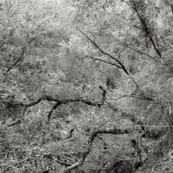 Fotografie mit dem Titel "The Forest - 01" von Cyril Bquart, Original-Kunstwerk, Analog Fotografie