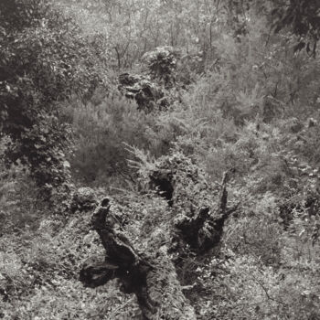 Fotografia intitolato "The Forest - 02" da Cyril Bquart, Opera d'arte originale, fotografia a pellicola