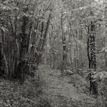 Fotografía titulada "The Forest - 03" por Cyril Bquart, Obra de arte original, Fotografía analógica
