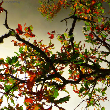 Photographie intitulée "branche de chêne" par Dominique Montestier, Œuvre d'art originale