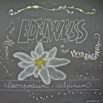 Disegno intitolato "Edelweiss de nos mo…" da R Da Ferrera, Opera d'arte originale, Gesso