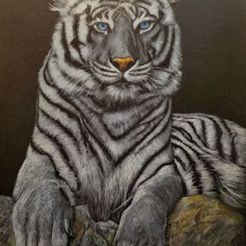 Photography titled "Tigre Blanc" by Daniel Dupont, Original Artwork, Pencil