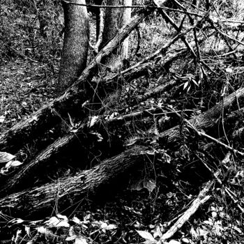 "Forest" başlıklı Resim Damir Kamenar tarafından, Orijinal sanat, Mürekkep