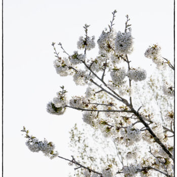 Photography titled "Cerisier" by Dana Berthelot, Original Artwork, Digital Photography
