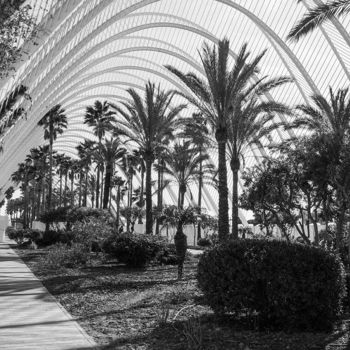 「Palms and Arches」というタイトルの写真撮影 Dancho Atanasovによって, オリジナルのアートワーク, デジタル アルミニウムにマウント