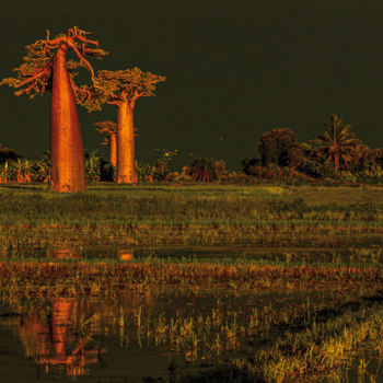 Fotografia intitulada "Baobabs" por Daniel Roblin, Obras de arte originais, Fotografia digital