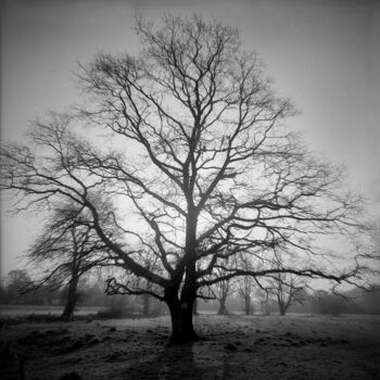 Fotografia zatytułowany „Matin” autorstwa Daniel Sohier, Oryginalna praca, Fotografia filmowa Zamontowany na Aluminium