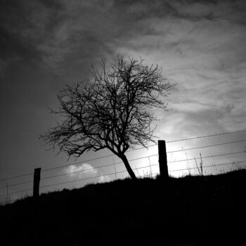 Fotografia intitulada "Le pommier" por Daniel Sohier, Obras de arte originais, Fotografia de filme Montado em Alumínio