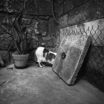 Fotografia intitulada "Le Chat sans tête" por Daniel Sohier, Obras de arte originais, Fotografia de filme Montado em Alumínio