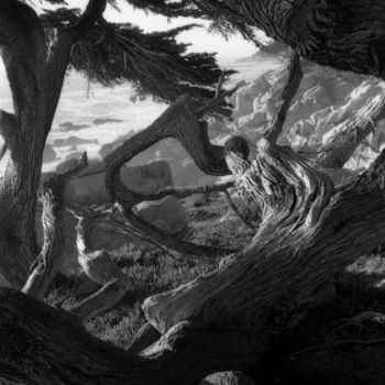 Fotografia intitolato "Cipressi a Monterey" da Antonio De Angelis, Opera d'arte originale, fotografia a pellicola