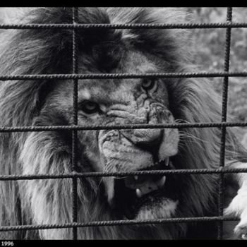 Photographie intitulée "lion" par Daniel Hess, Œuvre d'art originale
