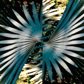 Photographie intitulée "ara en vol" par Danielle Dubus, Œuvre d'art originale