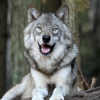 Fotografie mit dem Titel "Le loup." von Alain Revy, Original-Kunstwerk