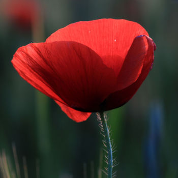 Photography titled "COQUELICOTS 1" by Alain Revy, Original Artwork