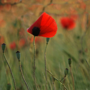 Photography titled "COQUELICOTS  4" by Alain Revy, Original Artwork