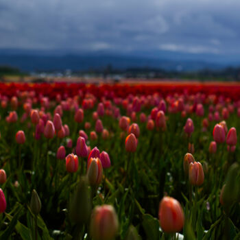 Fotografia intitolato "Tulips on Holiday 1" da Danielle Yvonne, Opera d'arte originale, Fotografia digitale
