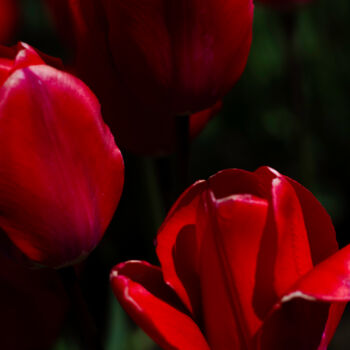 Photography titled "Tulip Cuddles" by Danielle Yvonne, Original Artwork, Digital Photography