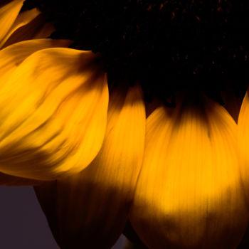 Photography titled "Sunflower Portrait…" by Daniel Ravel, Original Artwork, Digital Photography