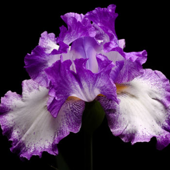 摄影 标题为“Purple Iris.” 由Daniel Ravel, 原创艺术品, 数码摄影
