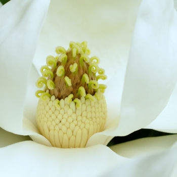 摄影 标题为“Magnolia Grandiflor…” 由Daniel Ravel, 原创艺术品, 数码摄影