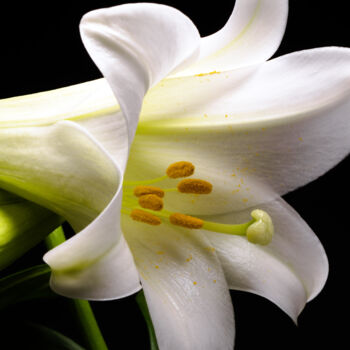Fotografie getiteld "Easter Lily" door Daniel Ravel, Origineel Kunstwerk, Digitale fotografie
