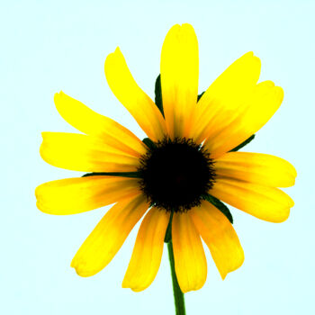 Fotografia zatytułowany „Garden Flower” autorstwa Daniel Ravel, Oryginalna praca, Fotografia cyfrowa
