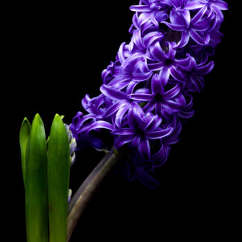 Fotografia intitolato "Hyacinth" da Daniel Ravel, Opera d'arte originale, Fotografia digitale