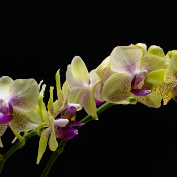 Fotografia intitolato "Orchid" da Daniel Ravel, Opera d'arte originale, Fotografia digitale