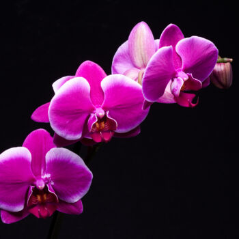 Photography titled "Phalaenopsis" by Daniel Ravel, Original Artwork, Digital Photography