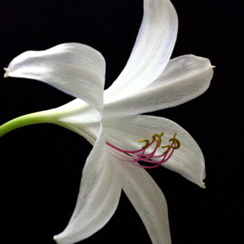 "White Lily" başlıklı Fotoğraf Daniel Ravel tarafından, Orijinal sanat, Dijital Fotoğrafçılık