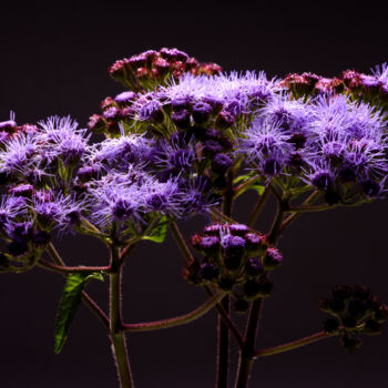 Photography titled "Wild Flowers" by Daniel Ravel, Original Artwork, Digital Photography