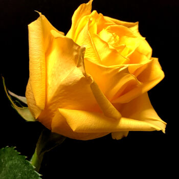 Fotografia zatytułowany „Yellow Rose” autorstwa Daniel Ravel, Oryginalna praca, Fotografia cyfrowa