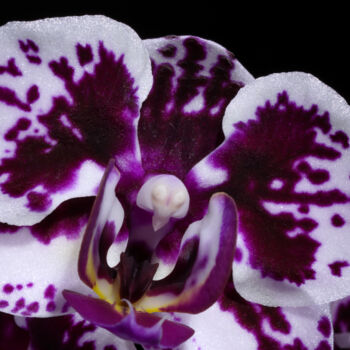 Fotografie getiteld "Purple Phalaenopsis" door Daniel Ravel, Origineel Kunstwerk, Digitale fotografie