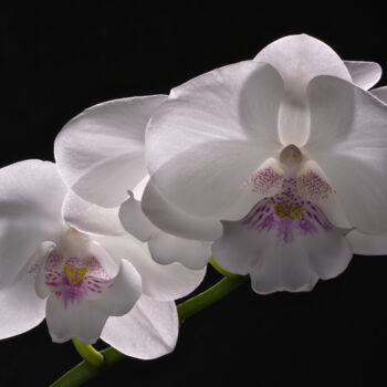 Fotografia zatytułowany „White Phalaenopsis” autorstwa Daniel Ravel, Oryginalna praca, Fotografia cyfrowa