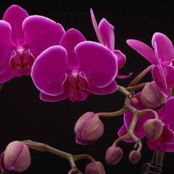 Photography titled "Magenta Phalaenopsis" by Daniel Ravel, Original Artwork, Digital Photography